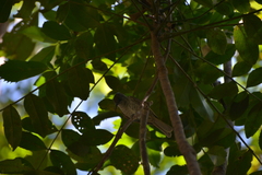 Gliciphila undulata