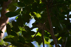 Gliciphila undulata