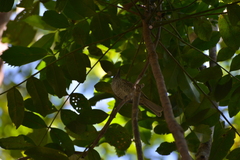 Gliciphila undulata