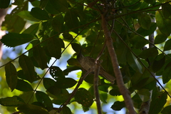 Gliciphila undulata