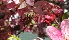 Anthophora villosula