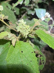 Seringia arborescens