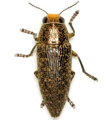 Lampetis cupreopunctata