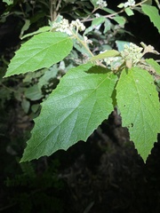 Seringia arborescens