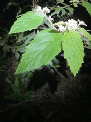 Seringia arborescens