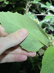 Seringia arborescens