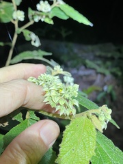Seringia arborescens