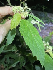 Seringia arborescens