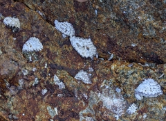 Saccostrea