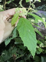 Seringia arborescens