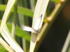 Spalgis lemolea lemolea