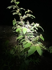 Seringia arborescens