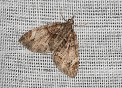 Microdes diplodonta