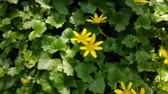 Ficaria verna