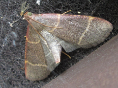 Hypsopygia glaucinalis