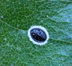 Tetraleurodes perileuca