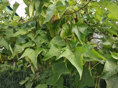 Catalpa bungei