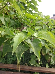 Catalpa bungei