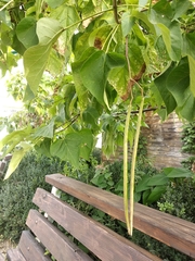 Catalpa bungei