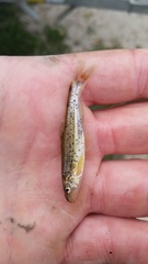 Macrhybopsis marconis