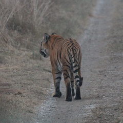 Panthera tigris tigris