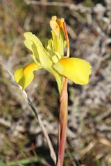 Moraea spathulata