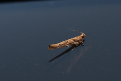 Anatrachyntis rileyi
