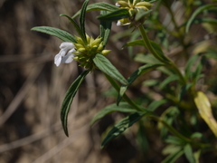 Leucas lavandulifolia