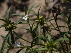 Leucas lavandulifolia