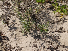 Leucas lavandulifolia