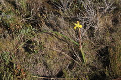 Moraea spathulata