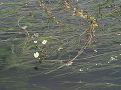 Ranunculus fluitans