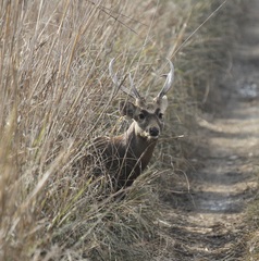 Axis porcinus