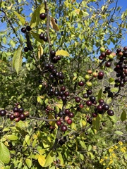 Sideroxylon lycioides