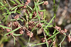 Lasiopetalum rufum