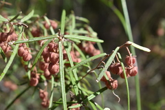 Lasiopetalum rufum
