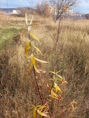 Salix schwerinii