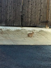 Sylvilagus transitionalis