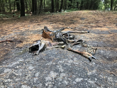 White-tailed Deer photographed in Maine