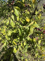 Sideroxylon lycioides