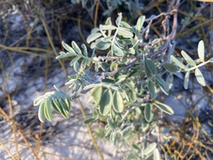 Tephrosia purpurea subsp. canescens image