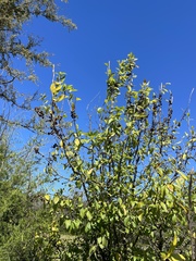 Sideroxylon lycioides