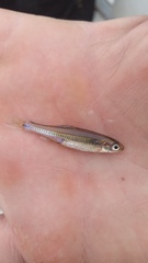 Notropis volucellus