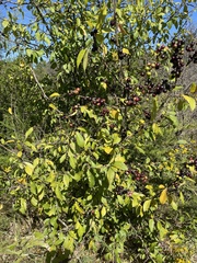 Sideroxylon lycioides