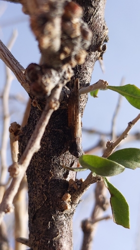 Desert Clicker Grasshopper