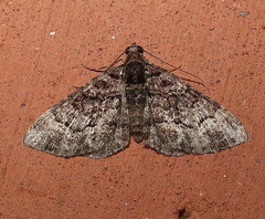 Eucymatoge peplodes