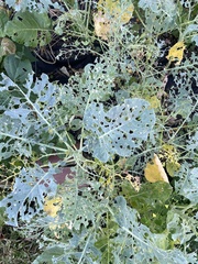 Brassica oleracea