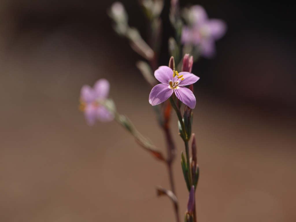 Canscora stricta