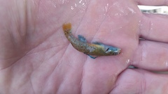 Etheostoma lepidum