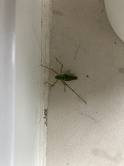 Poecilimon schmidtii